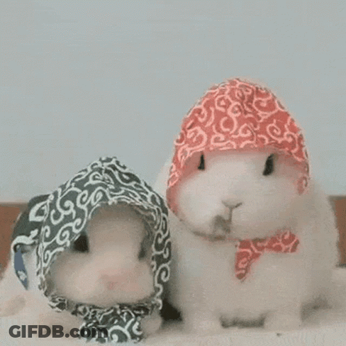 Two Rabbits Wearing Scarves And Hats GIF