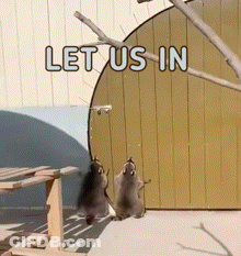 Two Raccoons Are Standing In Front Of A Wall That Says Let Us In On It GIF
