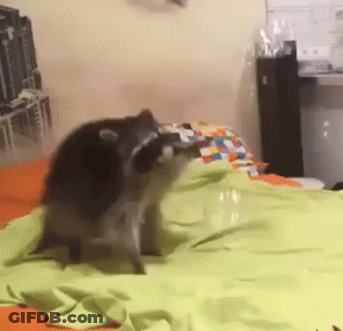 Two Raccoons Laying On A Bed With A Green Blanket GIF
