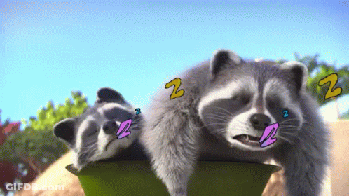 Two Raccoons Sleeping With Z Letters GIF