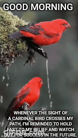 Two Red Birds Are Perched On A Tree Branch With A Good Morning Message . GIF