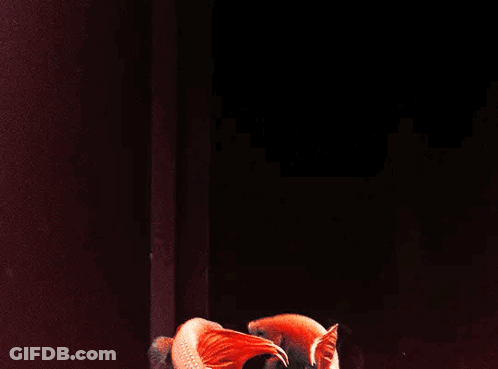 Two Red Fish Are Swimming In A Dark Aquarium GIF