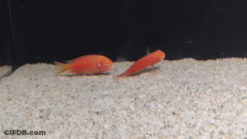 Two Red Fish Are Swimming In A Tank With White Gravel GIF