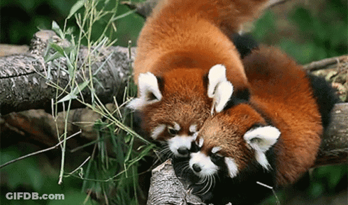 Two Red Pandas Laying On Tree Branch GIF