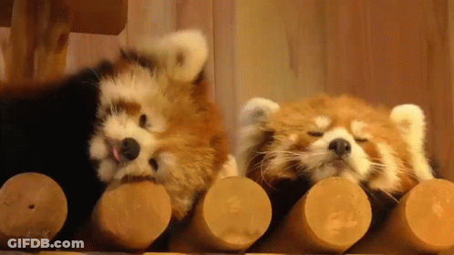 Two Red Pandas Laying On Wooden Logs Eyes Closed GIF