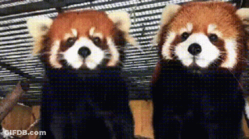 Two Red Pandas Standing In Cage GIF