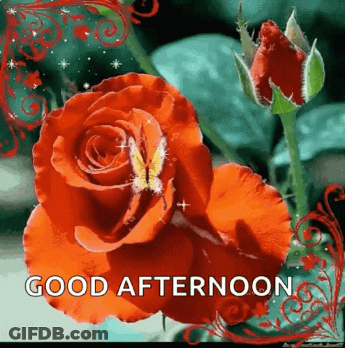 Two Red Roses Saying Good Afternoon GIF