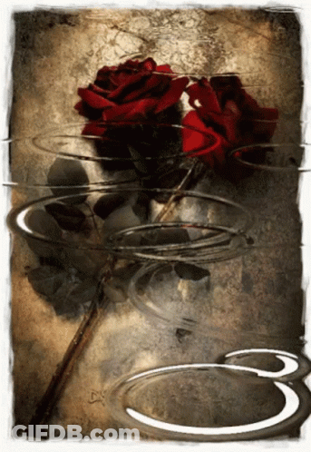 Two Red Roses With White S GIF