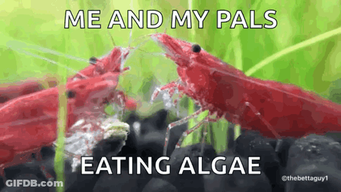 Two Red Shrimp Eating Algae GIF
