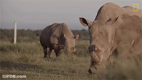 Two Rhinos Are Grazing In A Field With A National Geographic Logo Visible GIF