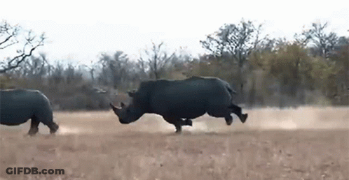 Two Rhinos Are Running Through A Dry Grassy Field In The Wild . GIF