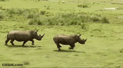 Two Rhinos Are Running Through A Grassy Field In The Wild . GIF