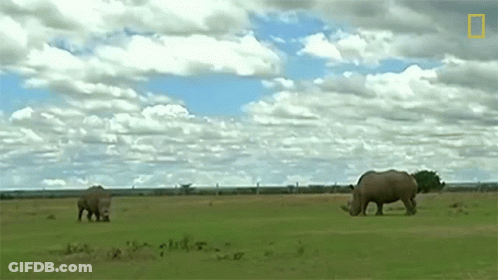 Two Rhinos Grazing In Grassy Field With National Geographic Logo GIF