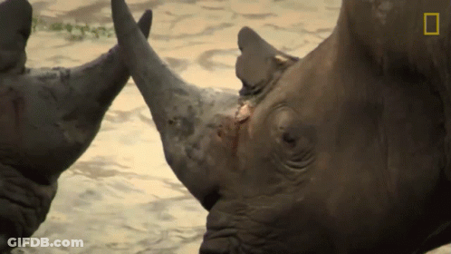Two Rhinos In Water GIF