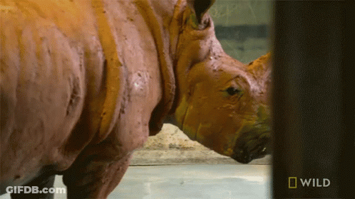 Two Rhinos Standing By National Geographic Wild Logo GIF