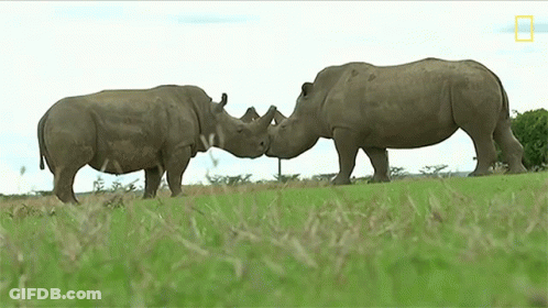 Two Rhinos Standing In A Grassy Field With A National Geographic Logo On The Bottom GIF