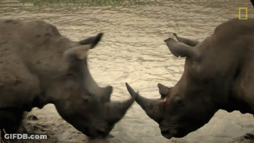 Two Rhinos Standing Next To Each Other In The Water With A National Geographic Logo In The Corner GIF