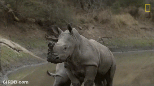 Two Rhinos Standing Next To Each Other With A National Geographic Logo In The Corner GIF