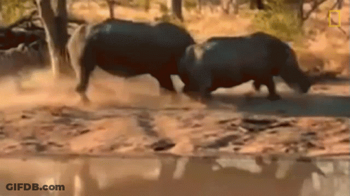 Two Rhinos Standing Together In Water GIF