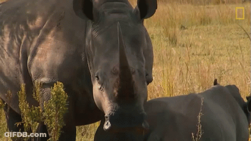 Two Rhinos With National Geographic Logo GIF