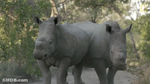 Two Rhinos With National Geographic Logo GIF