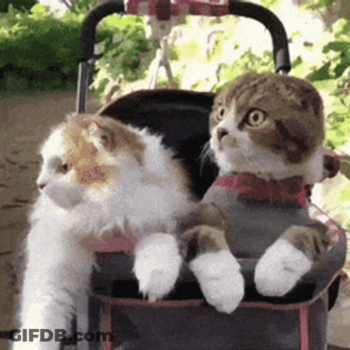 Two Scared Cats Hiding GIF