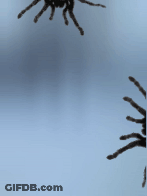 Two Scary Spider Crawling GIF