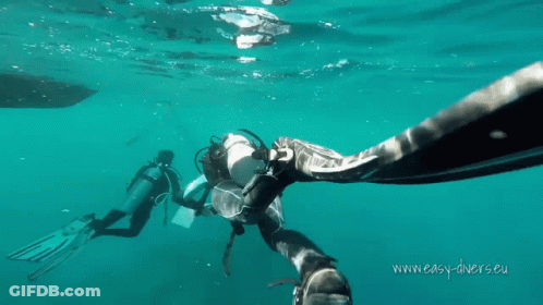 Two Scuba Divers Are Swimming In The Ocean With The Website Www.easy-Divers.eu In The Lower Right Corner GIF