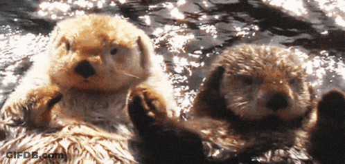 Two Sea Otters Are Floating On Their Backs In A Body Of Water GIF
