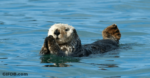Two Sea Otters Are Playing In The Water And One Of Them Is Laying On Its Back GIF