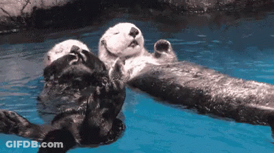 Two Sea Otters Floating On Their Backs GIF