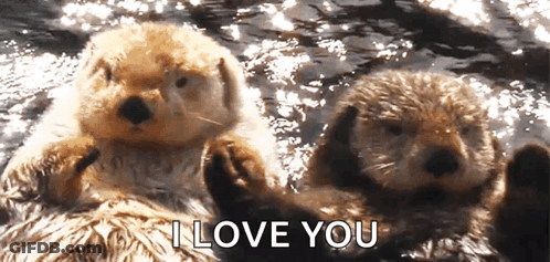 Two Sea Otters Laying In Water I Love You GIF