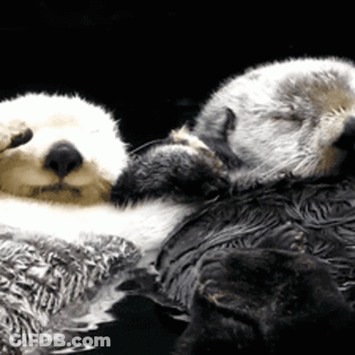 Two Sea Otters Sleeping On Top Of Each Other GIF