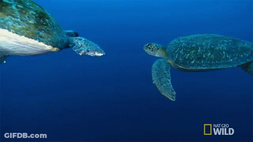Two Sea Turtles Swimming With National Geographic Logo GIF