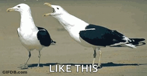 Two Seagulls Are Standing Next To Each Other On A Beach With The Words `` Like This '' Written Below Them . GIF