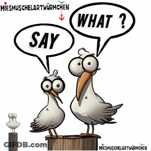 Seagulls Saying Say And What GIF