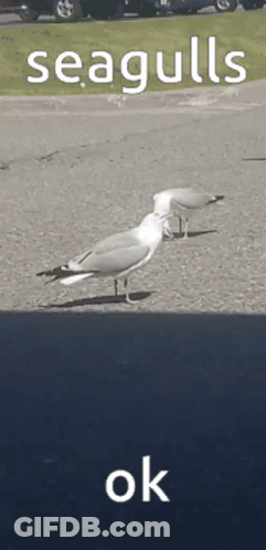 Two Seagulls Are Standing On The Side Of A Road With The Words Seagulls Ok Below Them GIF