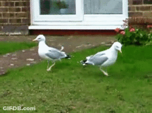 Two Seagulls Are Walking In The Grass In Front Of A House GIF