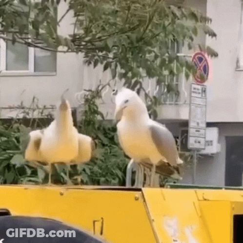 Two Seagulls On Yellow Container GIF