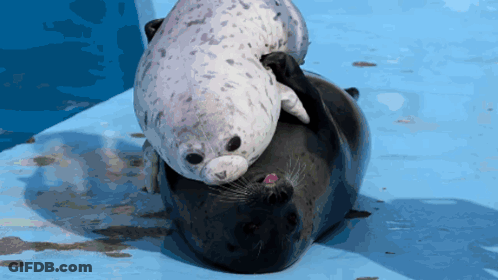 Two Seals Are Laying On A Blue Surface GIF
