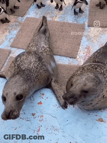 Two Seals Are Laying On A Checkered Floor With Penguins Behind Them GIF