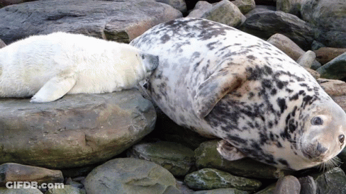 Two Seals Are Laying On A Pile Of Rocks And One Is Looking At The Other GIF