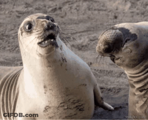 Two Seals Are Looking At Each Other With A Muglife.com Watermark On The Bottom Right GIF