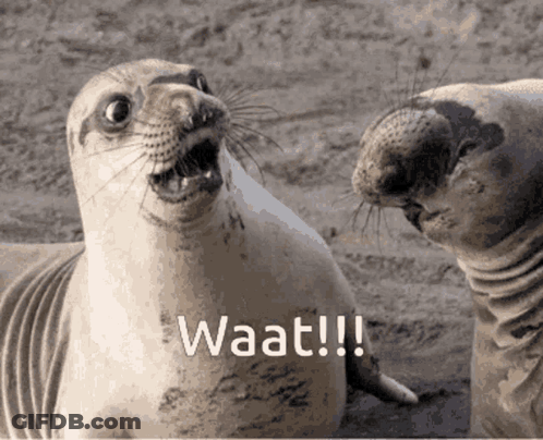 Two Seals Are Looking At Each Other With The Word Waat Written On The Bottom Right GIF