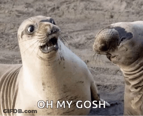 Two Seals Are Looking At Each Other With The Words Oh My Gosh Written Below Them GIF