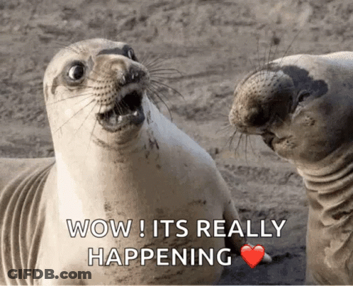 Two Seals Are Looking At Each Other With The Words Wow ! It 'S Really Happening Above Them GIF