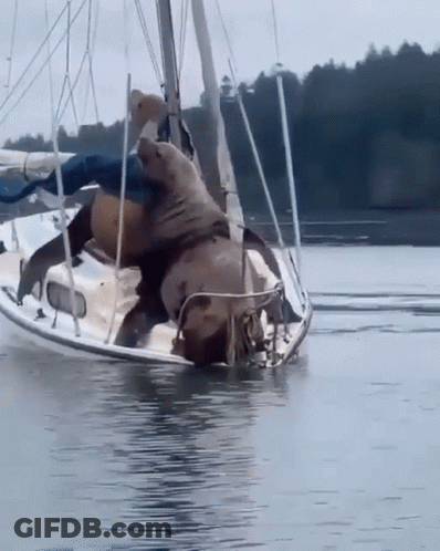 Two Seals Are Playing On A Sailboat In The Ocean GIF
