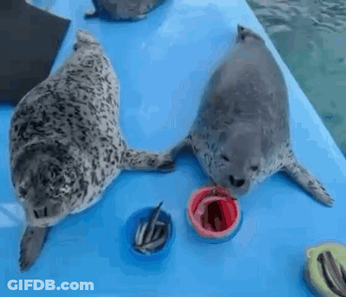 Two Seals Are Standing Next To Each Other On A Blue Surface Eating From Bowls . GIF