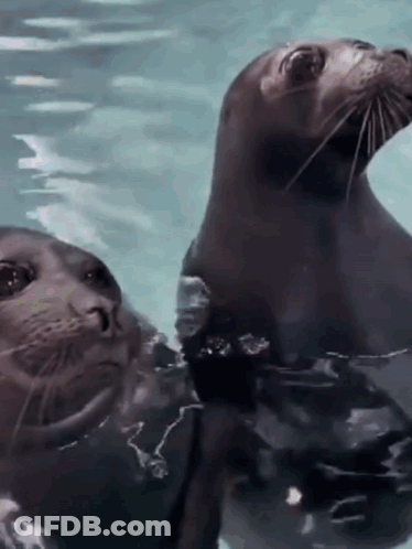 Two Seals Are Swimming In The Water And One Is Looking At The Camera GIF