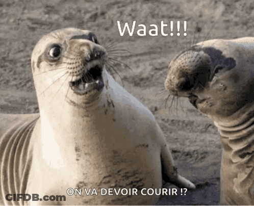 Two Seals Looking At Each Other Saying Waat GIF
